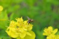 /album/fotogalerij/heemtuin07-05-14-062-jpg/